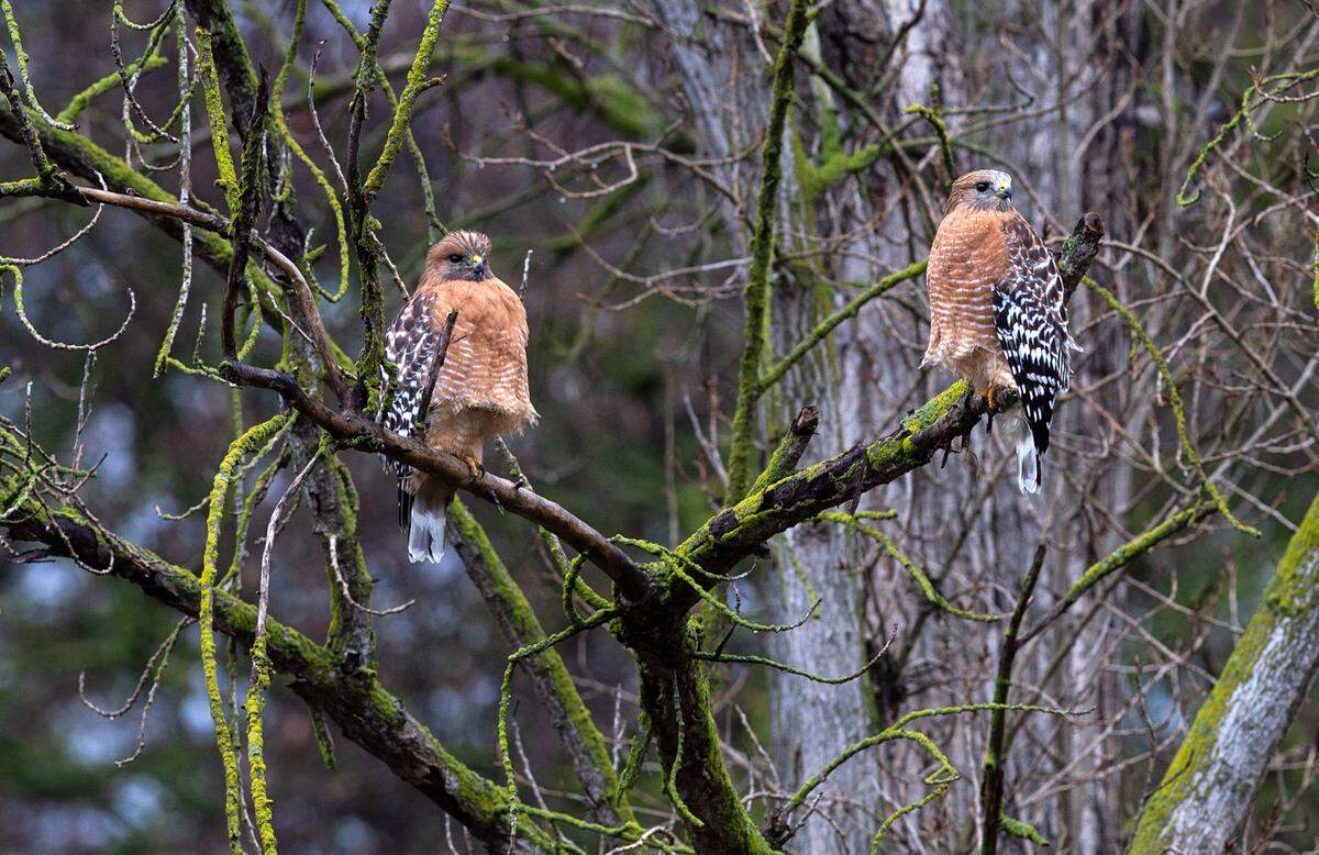 A pair of red-shoulder hawks perch above Dry Creek in Modesto, Calif., Thursday, Jan. 5, 2023.