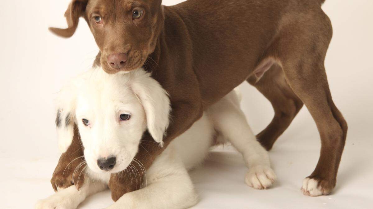 It's a great idea to get your puppy into a socialization class.