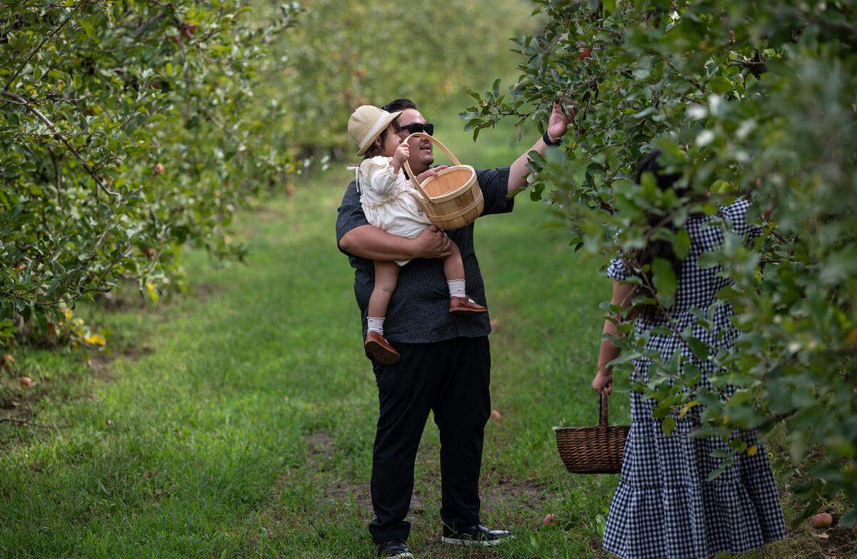 Ger Her picks apples with his daughter Karleigh, 2, and wife, Kia, at Lucky You Orchards in Ripon, Calif., on Saturday, September 10, 2022.
