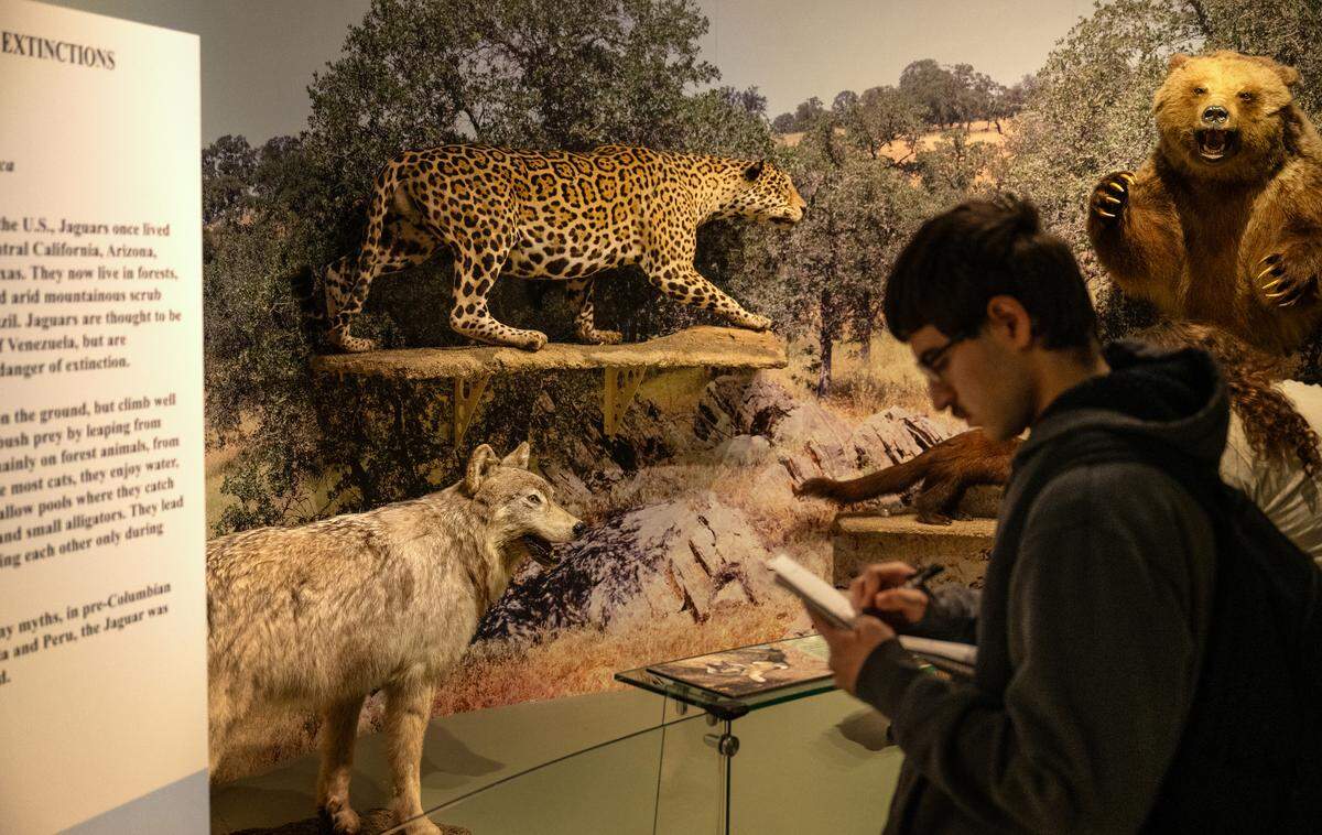 MJC student Jesse Castillo completes work for a biology class at an exhibit on extinctions at the Great Valley Museum at Modesto Junior College West Campus on April 9, 2025. 