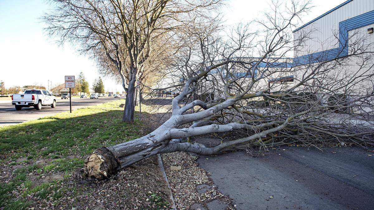 A fallen tree crosses Airport Way in Modesto, Calif., on Saturday, Dec. 16, 2017. The National Weather Service reported wind gusts of 44 mph at the Modesto Airport.
