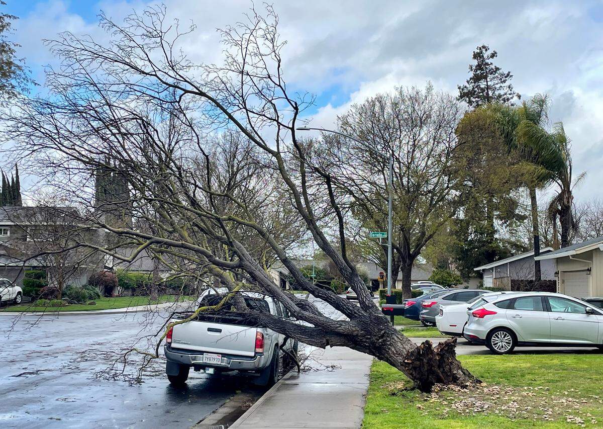 A tree fell on a truck North Hampton Lane in north Modesto, Calif., Tuesday, March 14, 2023.