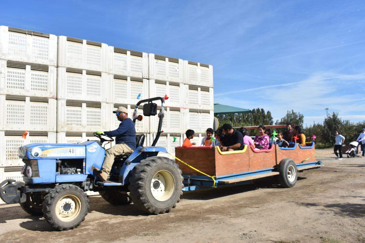 Old Blue taking visitors to pick apples at Lucky You Orchards in Ripon on Sunday, Oct. 27.