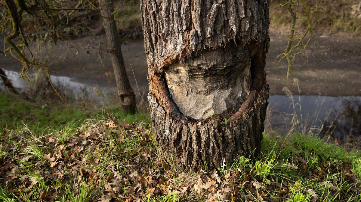 Evidence of beaver activity can be seen on trees along Dry Creek in Modesto, Thursday, Dec. 26, 2024.