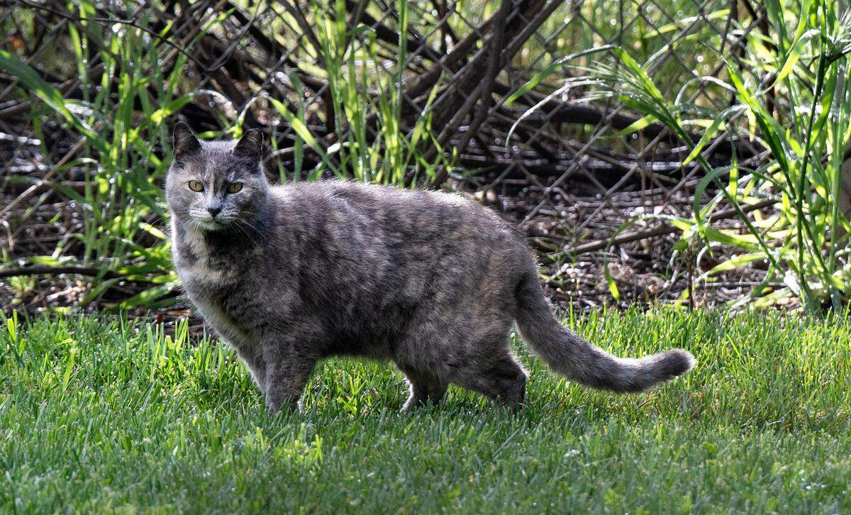 A female cat at Jacob Myers Park in Riverbank, Calif., Tuesday, March 26, 2024.