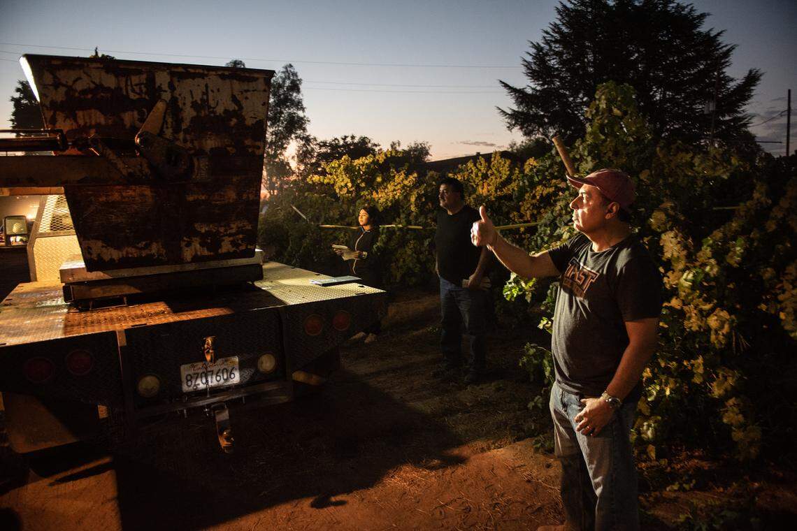 El ex astronauta de la NASA José Hernández, a la derecha, supervisa el pesaje de las uvas mientras un equipo cosecha sus uvas de vino blanco durante las primeras horas de la mañana en Acampo, California, el lunes 5 de septiembre de 2022.