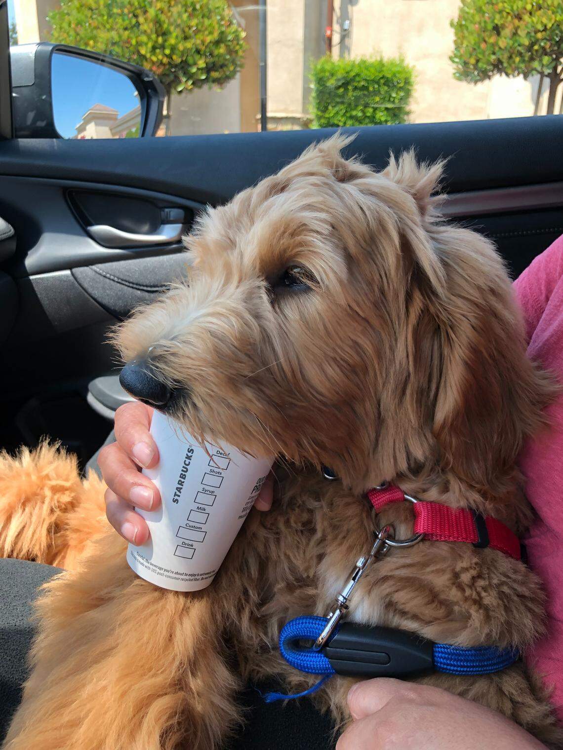 Moose loves to eat, especially Starbucks pup cups filled with whipped cream.