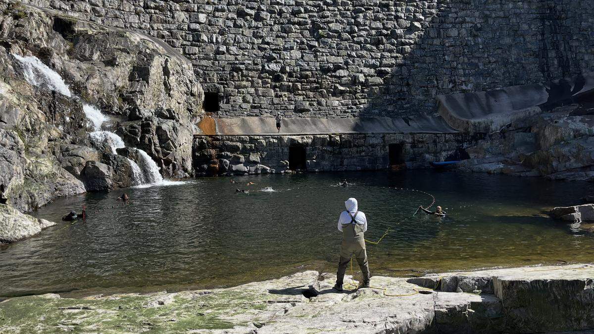 Spring-run salmon got trapped in a too-warm pool at the base of La Grange Dam on the Tuolumne River in May 2025. They were moved about 200 feet downstream by the California Department of Fish and Wildlife with help from water agencies based in Modesto, Turlock and San Francisco.