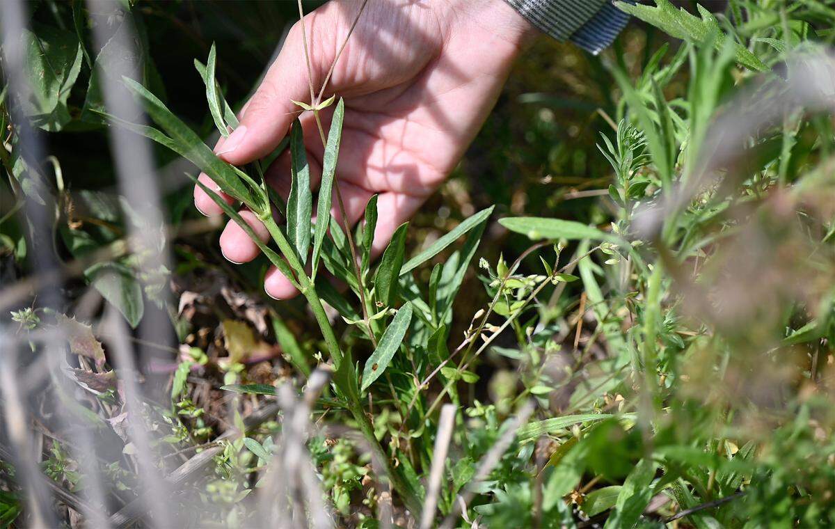Endangered Species Conservation Biologist Angela Laws is monitoring milkweed for signs of monarch butterfly eggs and caterpillars at Dos Rios Ranch west of Modesto, Calif., on Friday, April 29, 2022. The Xerces Society is monitoring eight milkweed plantings around California