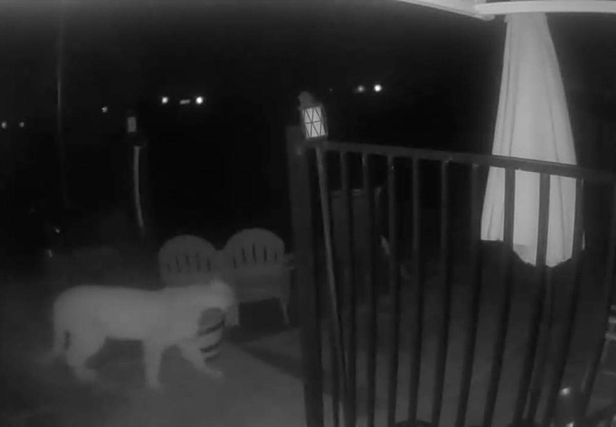 Photo taken on Ring camera at 1am of mountain lion entering Rene Lindgren’s patio in Riverbank around 1 a.m. on January 8, 2025.