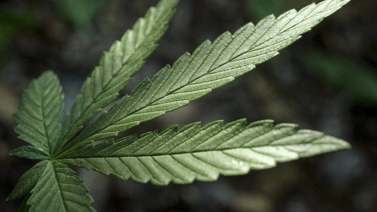 County supervisors in Modesto are scheduled to vote Tuesday on whether to put a cannabis business tax measure on the March 2024 election primary.