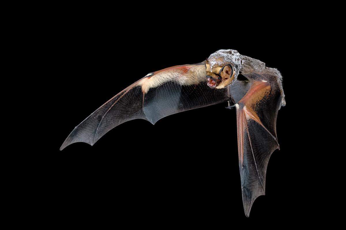Hoary bat (Lasiurus cinereus), image provided by Bat Conservation International.