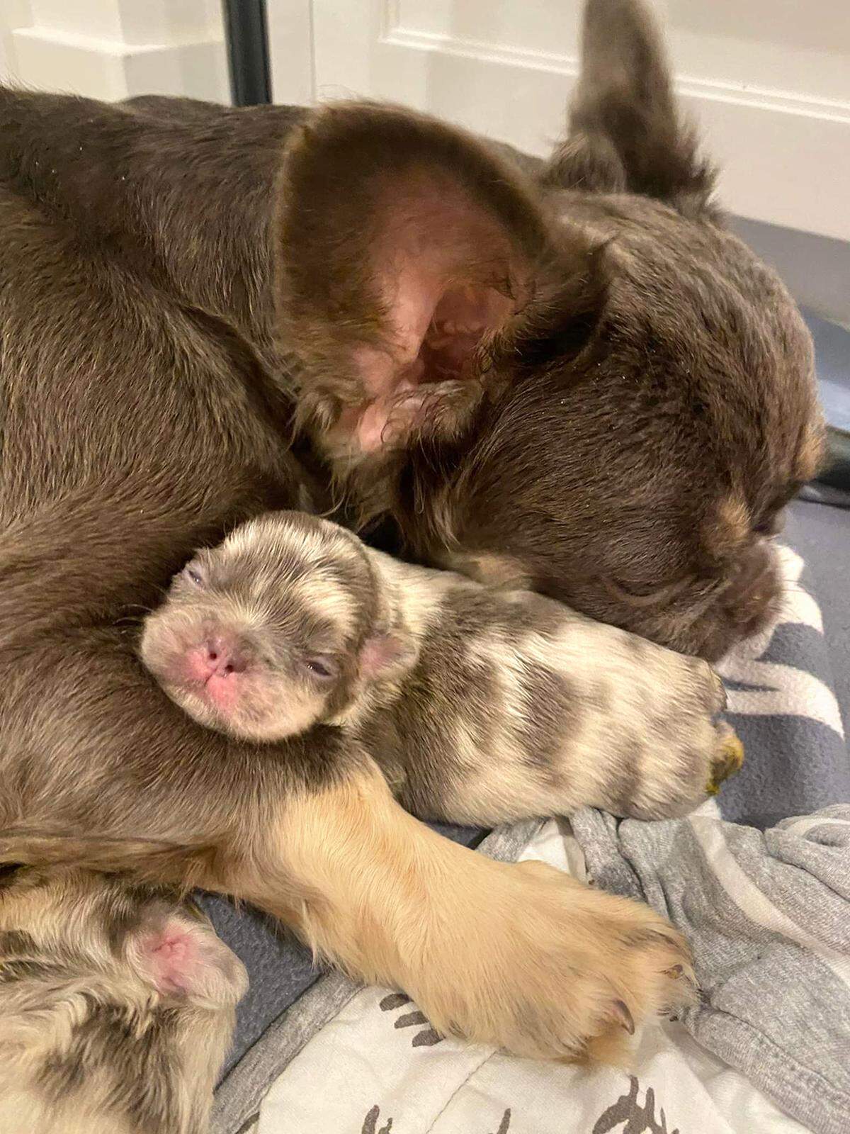 The approximately 150 dogs seized from an alleged puppy mill last month have all been placed with rescues that can care for their ongoing medical needs.