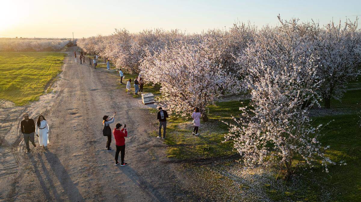 Visitors catch the last light of the day at to get pictures of the blooming almond trees at Rodin Farms orchard in Modesto, Calif., Saturday, Feb. 24, 2024. Rodin Farms in one of three spots on the Almond Blossom Cruise route where visitors can park their cars and walk among the blooming trees, picnic and take pictures.