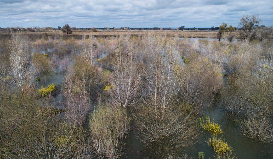 The floodplain at Dos Rios Ranch is inundated by the Tuolumne and San Joaquin rivers near Modesto, Calif., Wednesday, March 15, 2023.