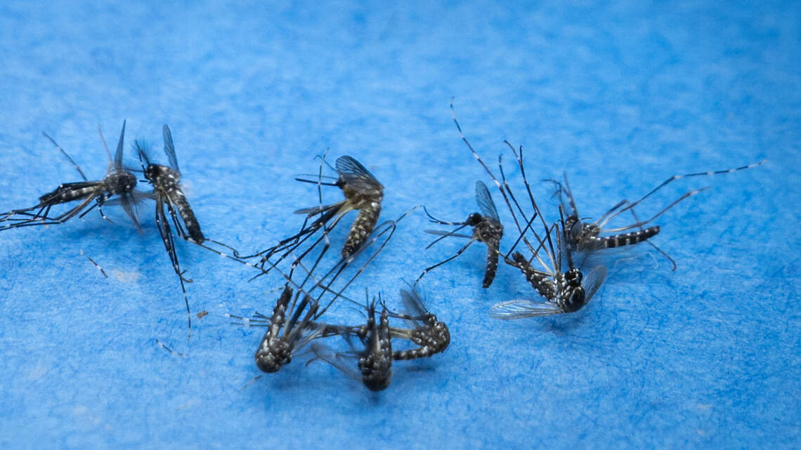 Update: Merced County Mosquito Abatement District to spray Tuesday. Here’s where