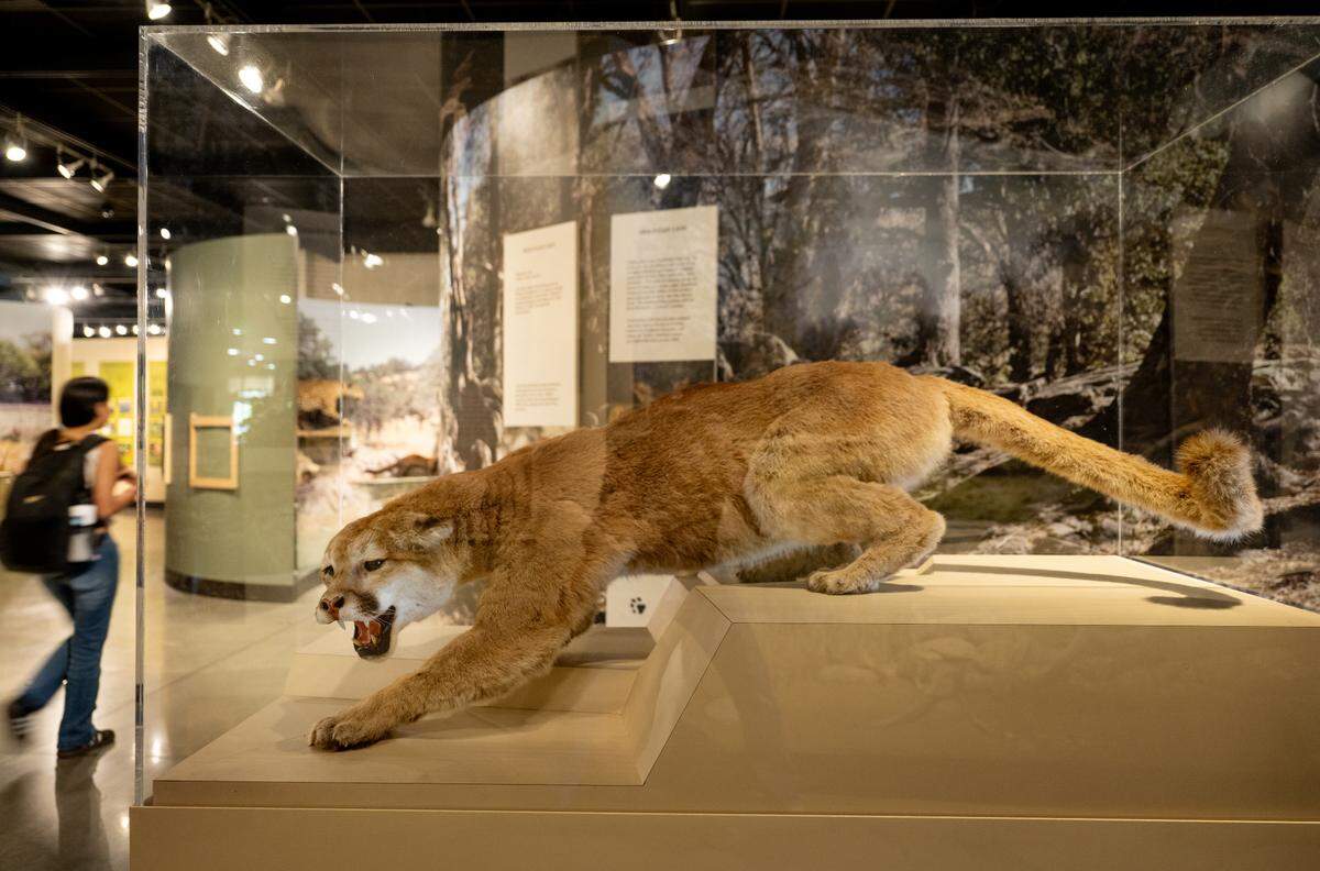 A mountain lion is one of 200 taxidermy specimens at the Great Valley Museum at the Modesto Junior College West Campus in Modesto, Wednesday, April 9, 2025.