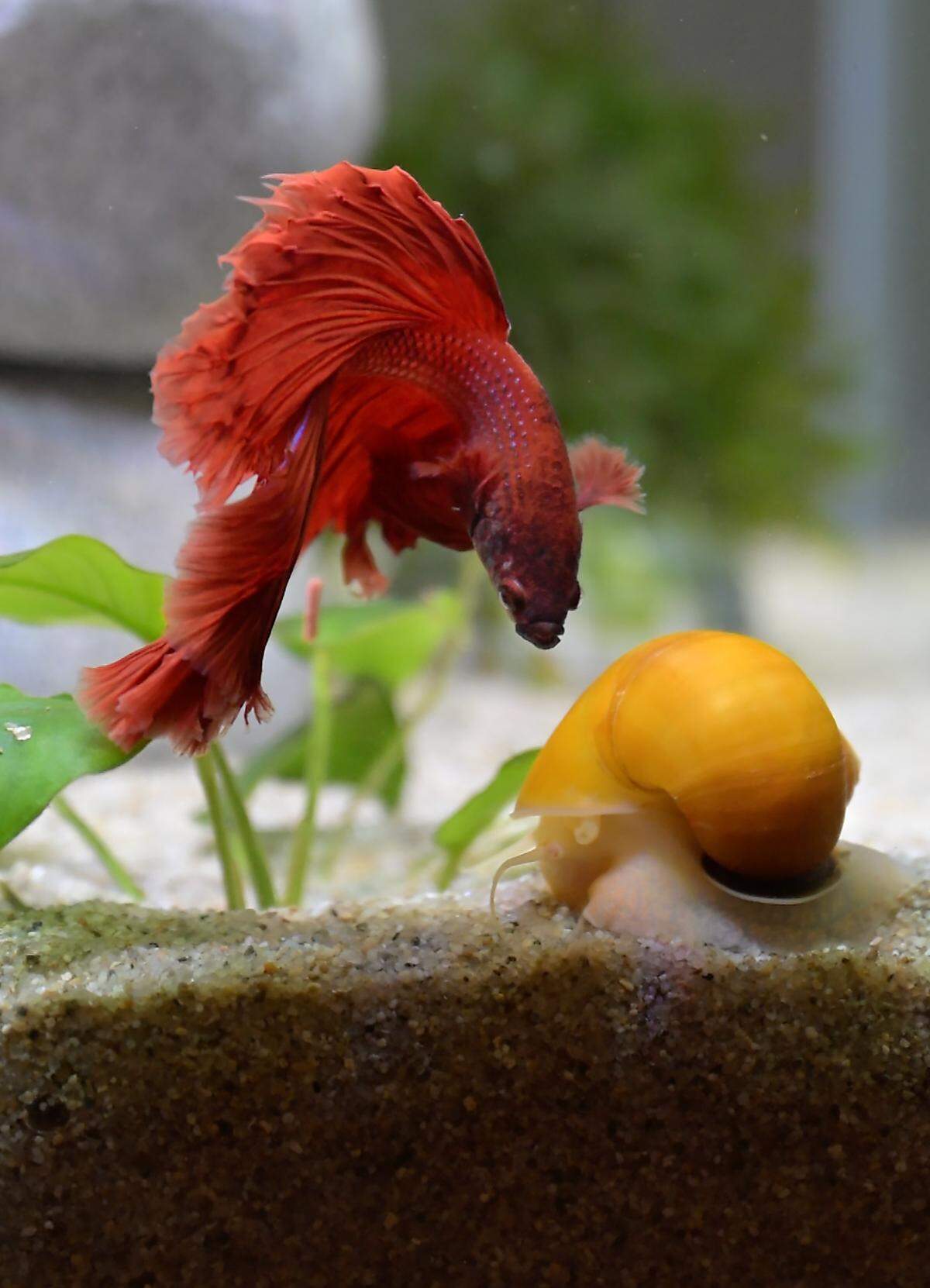 After being abandoned, Cherrybomb now shares a tank with a yellow-shelled snail. The betta fish was found in a pickle jar inside a storage unit and was rescued by Turlock Animal Services. 