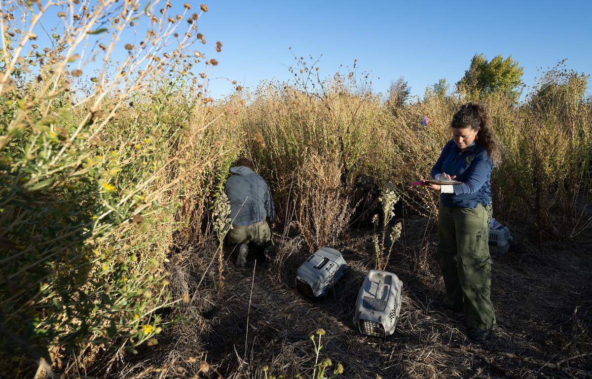 Deana Clifford, a senior veterinarian at the California Department of Fish and Wildlife, takes notes as she and Kyler Francone check trap lines as part of a vaccination program to combat rabbit hemorrhagic disease at the San Joaquin River National Wildlife Refuge, Thursday, Oct. 24, 2024.