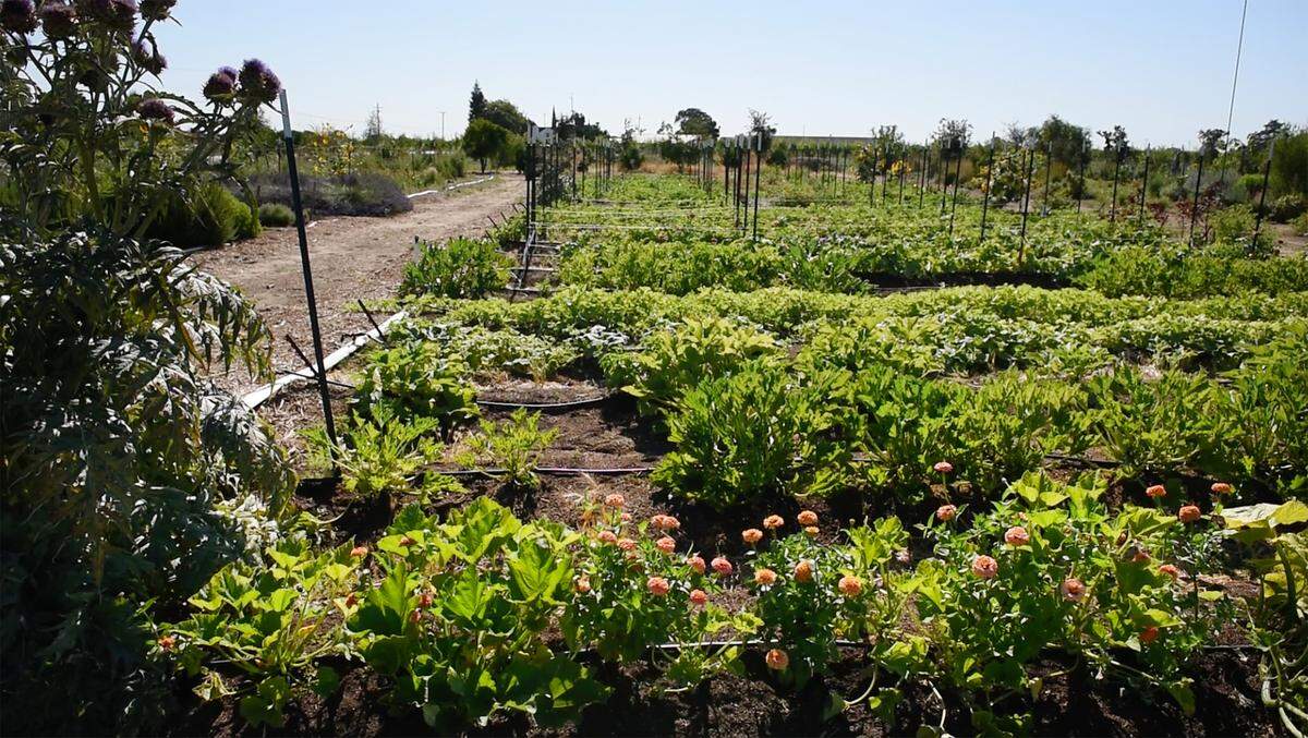 The garden vegetables at Zinc House Farm in Escalon, Calif., on Tuesday, June, 21, 2022.