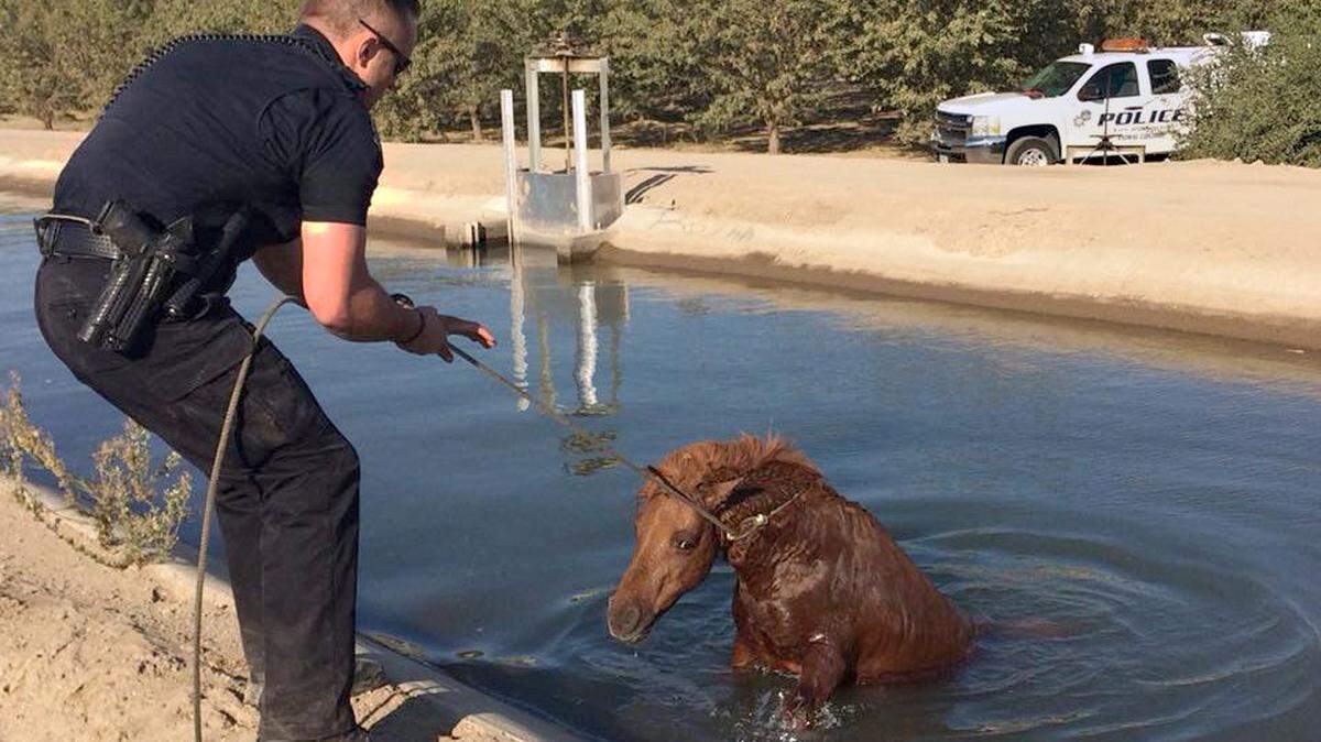 Modesto police Officer Nicholas Largent pulls a pony from an irrigation canal Friday morning, Oct. 13,  on West Whitmore near Fairview School.