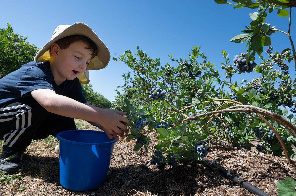 Matthew Moss, de 4 años, recoge arándanos en Vanderhelm Farms en Modesto, California, el sábado 25 de mayo de 2024.