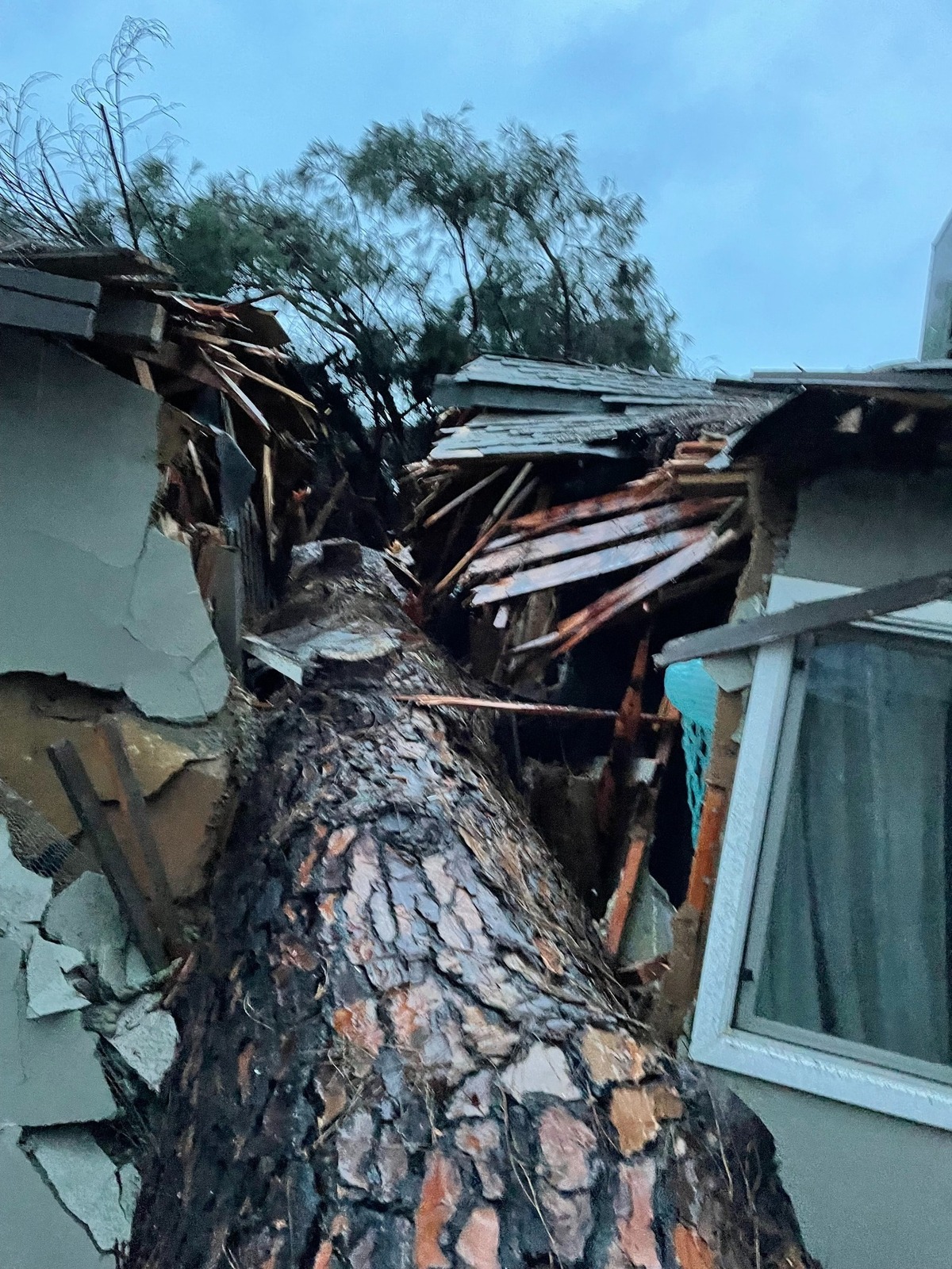 A massive conifer fell onto a home on Hawkeye Avenue in Turlock on Monday, Jan. 16, 2023, splitting it down the middle. No one was injured.