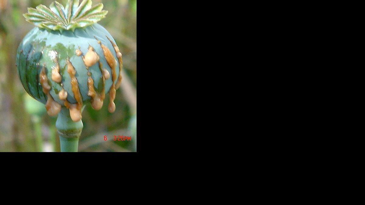 opium 2