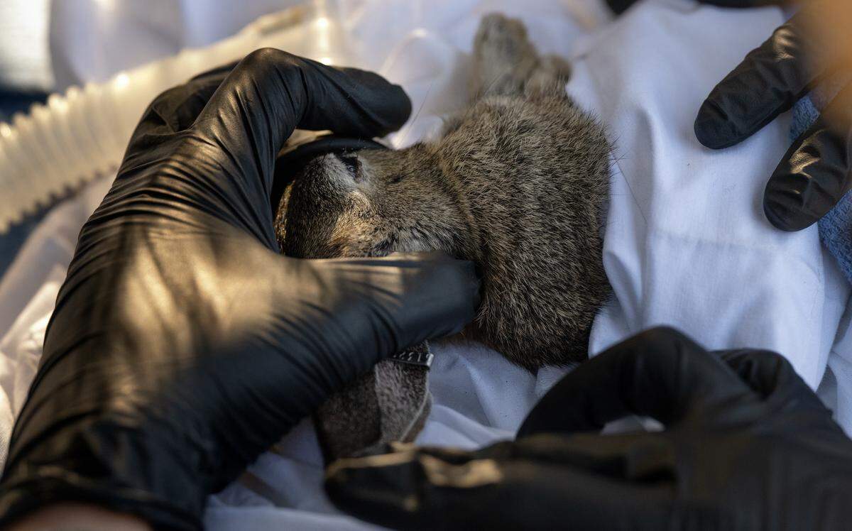 A riparian brush rabbit is sedated when being vaccinated as part of program to combat rabbit hemorrhagic disease at the San Joaquin River National Wildlife Refuge, Thursday, Oct. 24, 2024. The traps also attracted two cottontails, which were examined and vaccinated as part of the disease tracking.