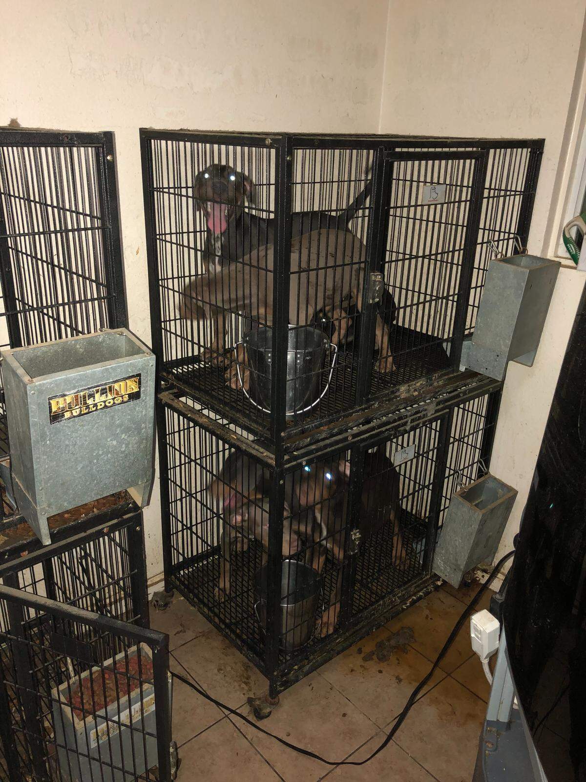 Dogs are seen confined in stacked metal cages inside a Modesto residence where authorities seized about 150 dogs in 2022 as part of an animal cruelty investigation, according to court records.