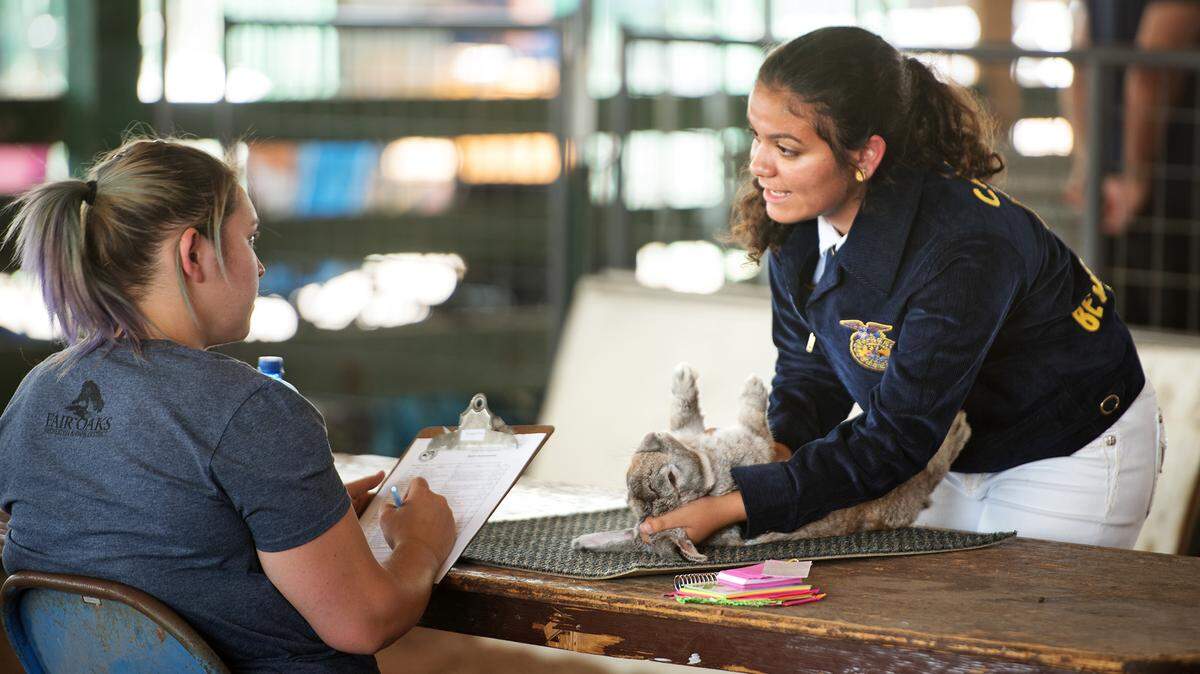 Melanie Wolf, 15, of Beyer FFA presents her mini lop rabbit during advanced showmanship at the Stanislaus County Fair in Turlock, Calif., Wednesday, July 18, 2018. 