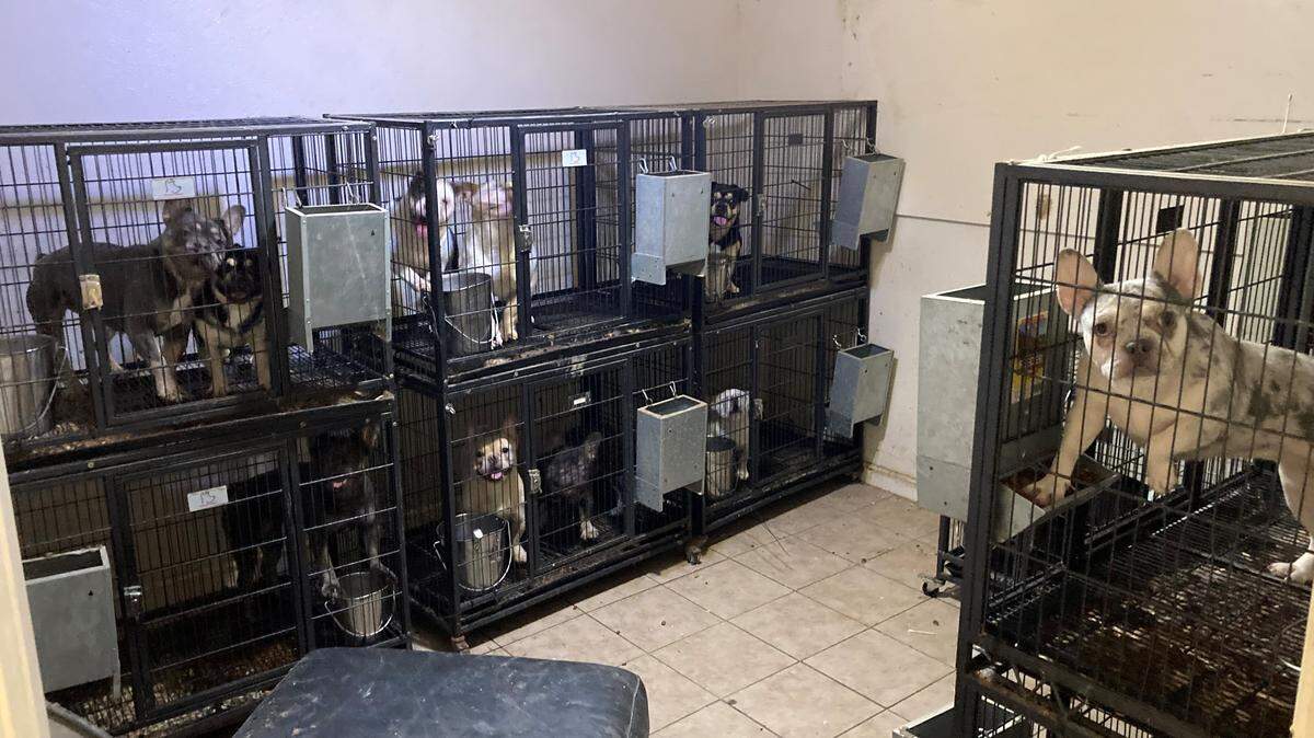 Multiple dogs are shown inside wire cages in a room at a Modesto property searched by authorities in 2022. Prosecutors said dogs were kept without adequate space or proper care.