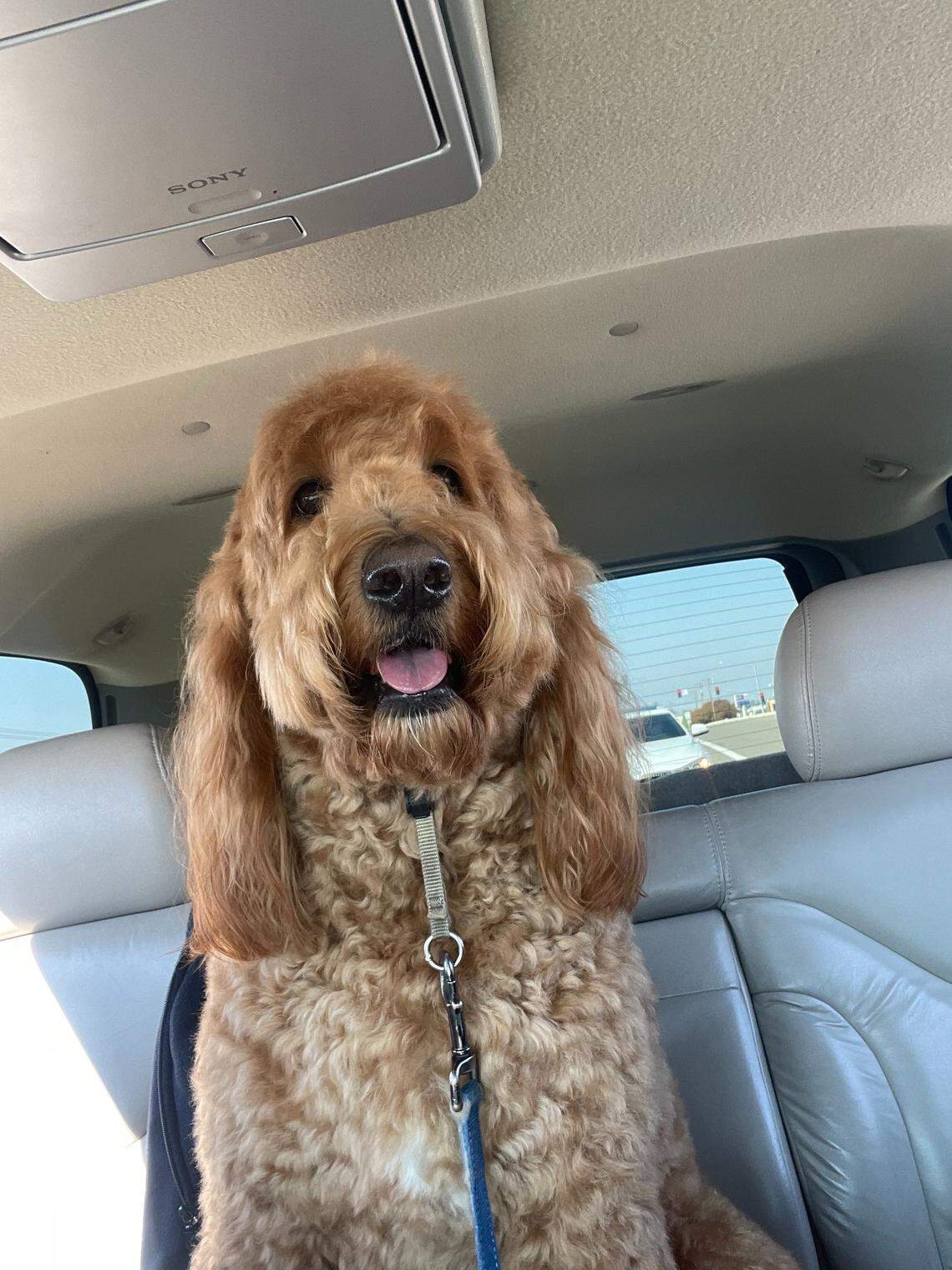 The final votes are in, and Modesto Bee readers have crowned Stanislaus County’s cutest pup.