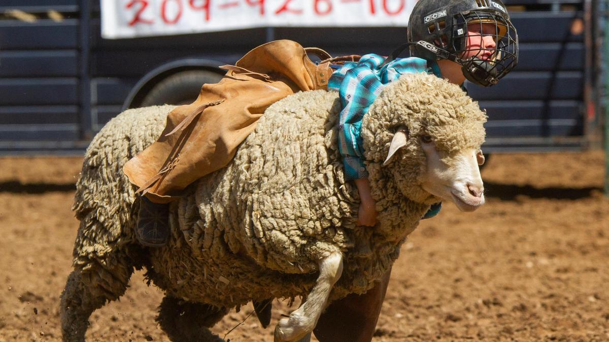 Wyatt Sibley, 8, of Sonora CA, hangs on during the sheep ride for a win during the 62nd annual Mother Lode Round-Up Sunday, May 12, 2019 at the Mother Lode Fairgrounds in Sonora, CA.