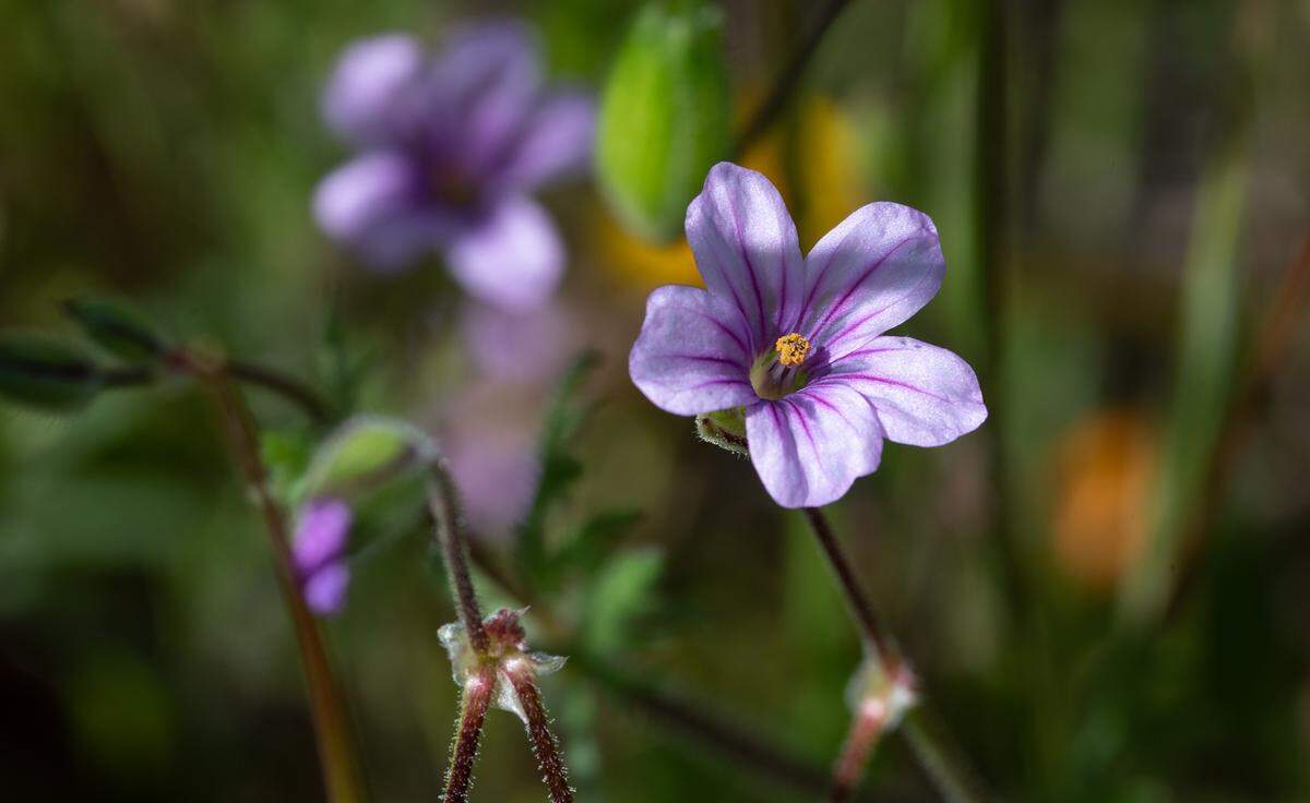 Look closely for the tiny broadleaf filaree flower at the Knights Ferry Recreation Area in Knights Ferry, Calif., Wednesday, April 12, 2023.