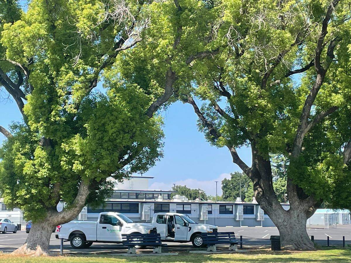 Some of the nine trees being removed Wednesday, May 31, 2023 at Modesto’s Downey High School were 50 feet tall and provided shade for spectators at ball diamonds.