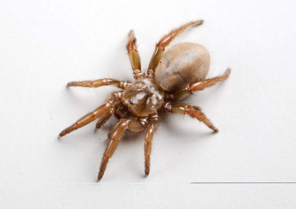 Coastal trapdoor spider Aptostichus_ramirezae