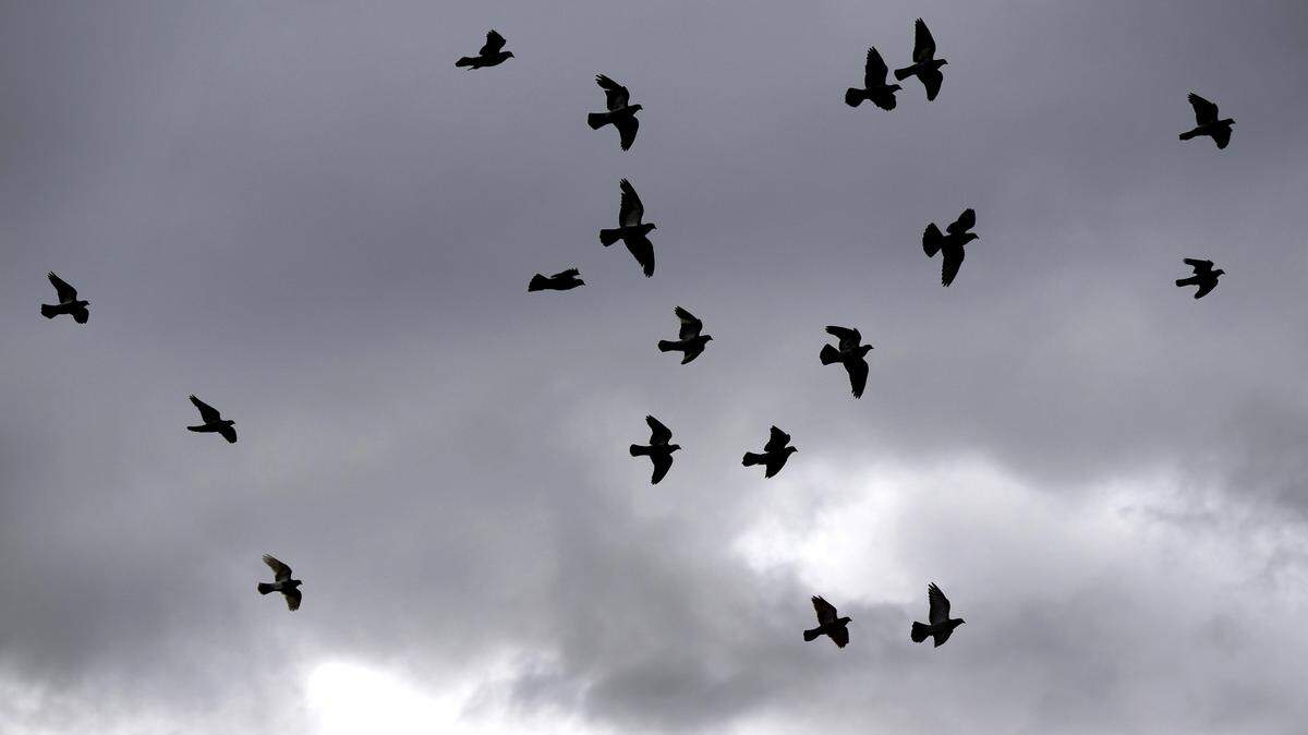 Pigeons fly as wind drives storm clouds through Ceres, Monday, Nov. 25, 2024.