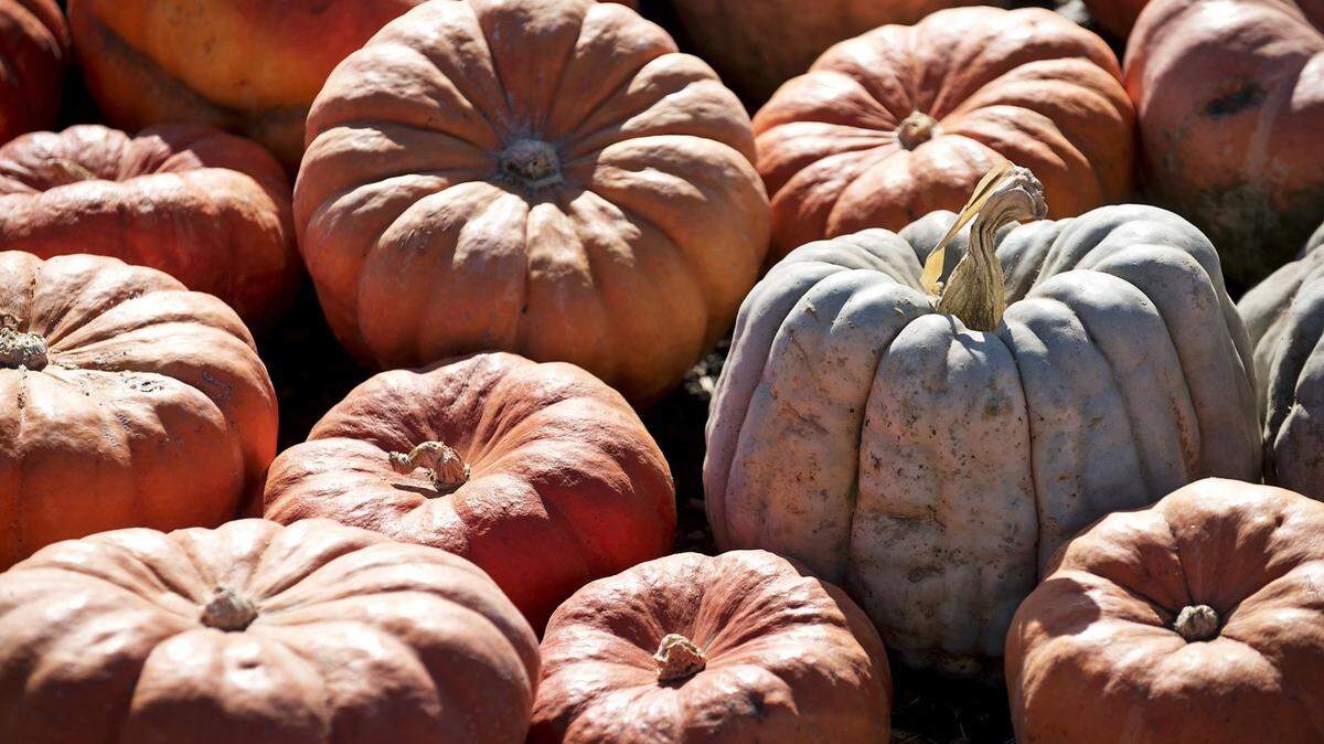 The Carpinito Brother’s farm in Kent, Washington, is rated one of best spots to pick pumpkins in the nation.