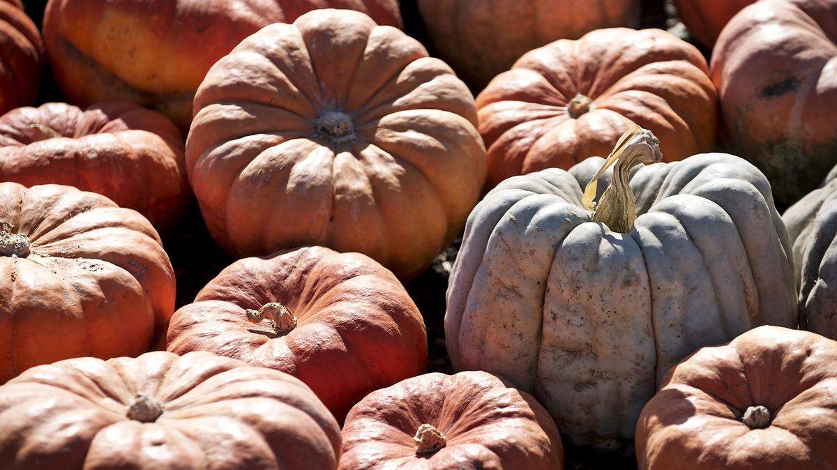 Enjoy having at least a little crispness in the air when participating in fall activities like pumpkin patch visits? It’s coming, the National Weather Service assures.
