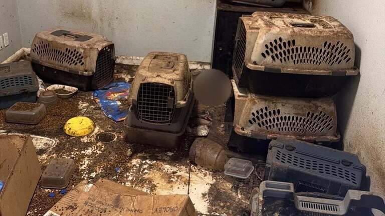 Discovery of nine dead cats in Oakdale home leads to animal cruelty charges