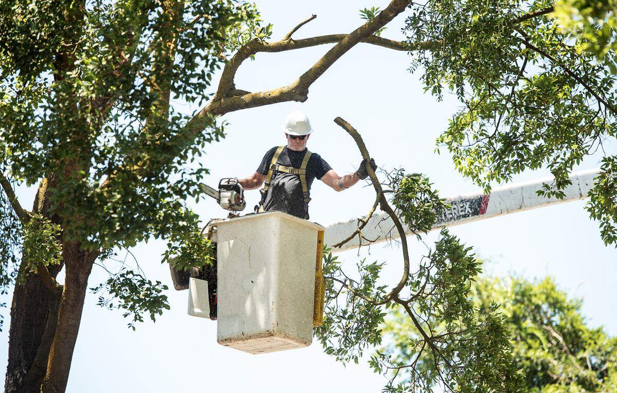 Modesto forestry workers trim trees on Ghia Court in Modesto, Calif., on Thursday, July 15, 2021. A 1% sales tax on the November ballot would, if approved by voters, pay for general government purposes including maintaining city trees.