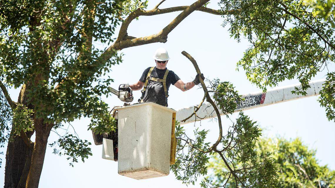 Modesto City tree workers trim trees on Ghia Court in Modesto, Calif., on Thursday, July 15, 2021.