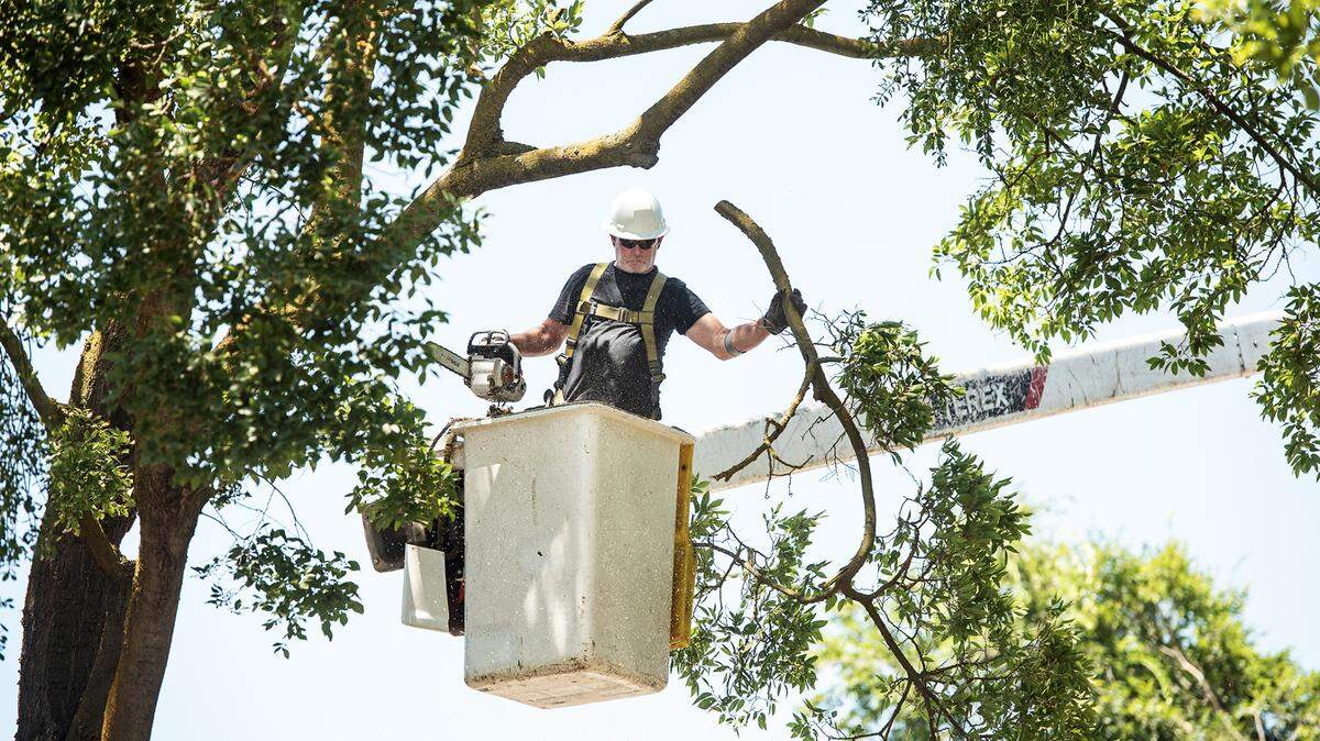 Modesto forestry workers trim trees on Ghia Court in Modesto, Calif., on Thursday, July 15, 2021.