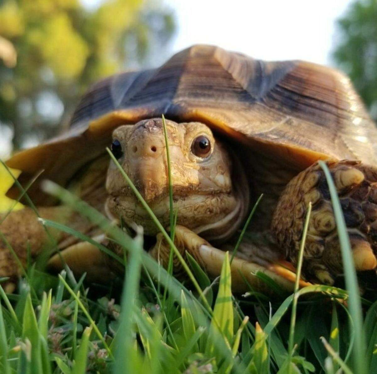 Squirt, 11, is an African Spur-Thigh Tortoise. He’s pictured here in 2017.