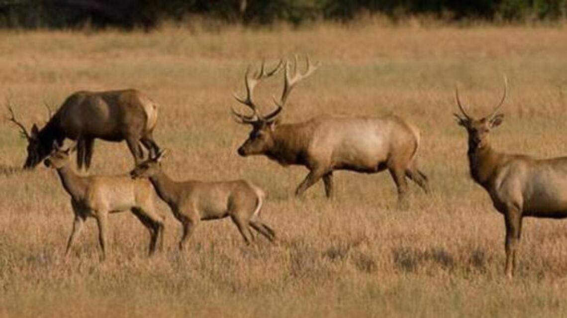 If Trump admin proposal goes through, you could hunt elk at this Idaho wildlife refuge
