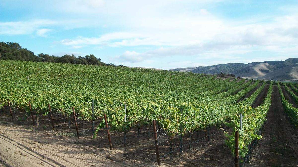 E.&J. Gallo Winery of Modesto, California, has purchased the 436-acre Rancho Real Vineyard in Santa Barbara County. The company announced the deal on Thursday, May 3, 2018.