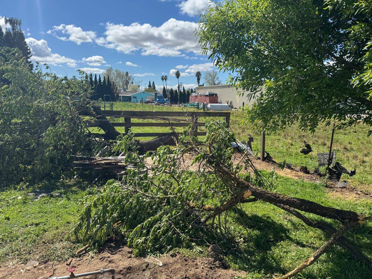 Uprooted trees and broken branches scattered around the property or Walter Roger Cole after a tornado touched down on Tuesday, April 1 in Modesto.