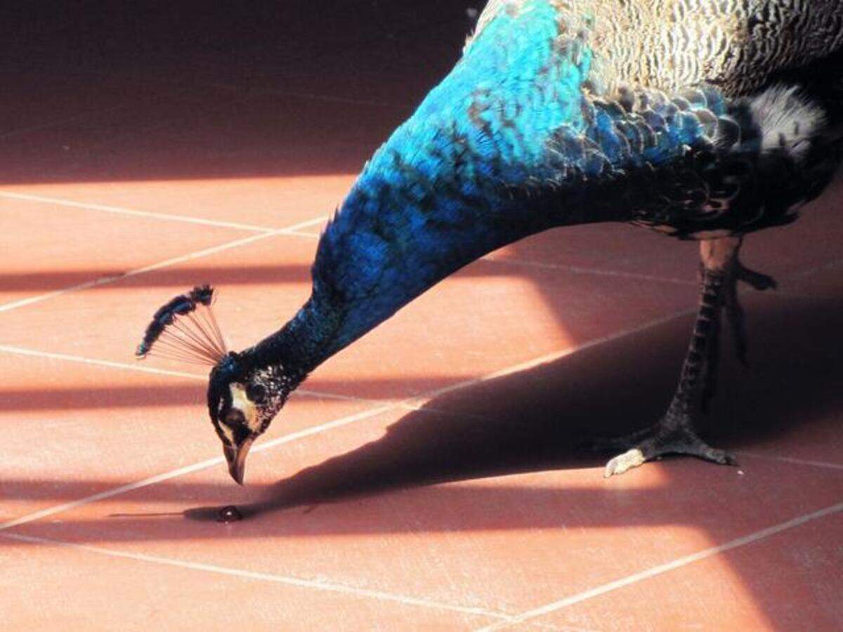 ET peacock