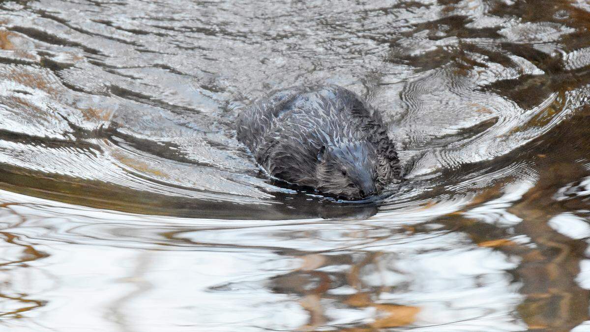 A beaver swims in Dry Creek  near Claus Road in Modesto on Feb. 13, 2026.